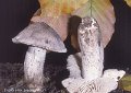Tricholoma bresadolanum-amf1863